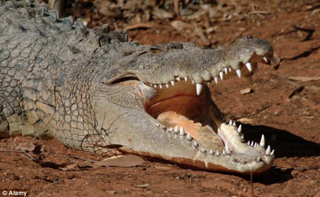 article 2370365 020C130000000578 895 634x391 16 Fun Facts about Crocodiles