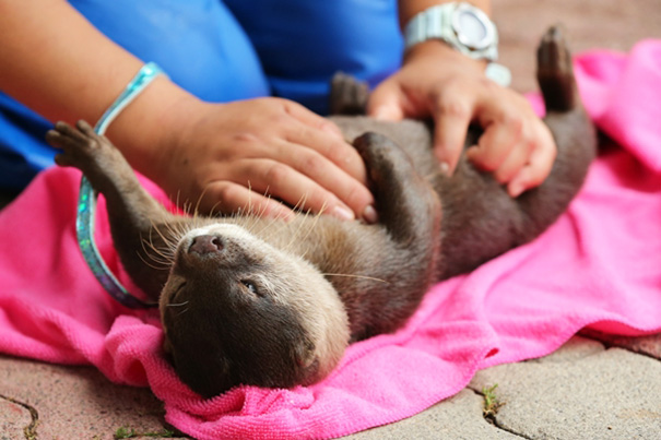 belly rub animals 43  605 20 Animals Who Cant Get Enough of Belly Rubs