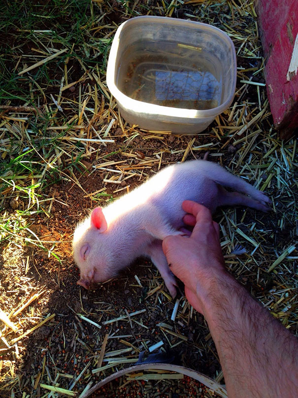 belly rub animals 44  605 20 Animals Who Cant Get Enough of Belly Rubs