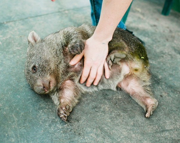 belly rub animals 46  605 20 Animals Who Cant Get Enough of Belly Rubs