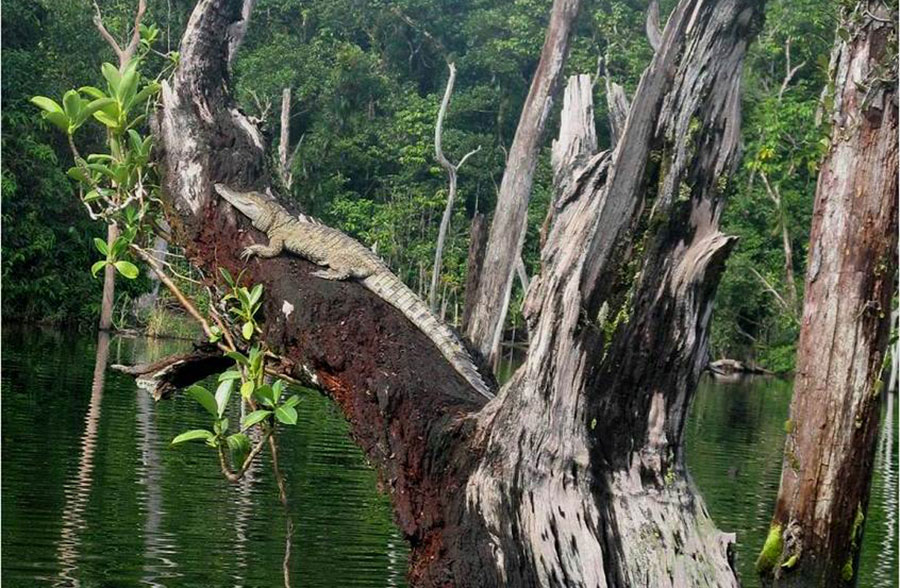 croc in a tree 16 Fun Facts about Crocodiles
