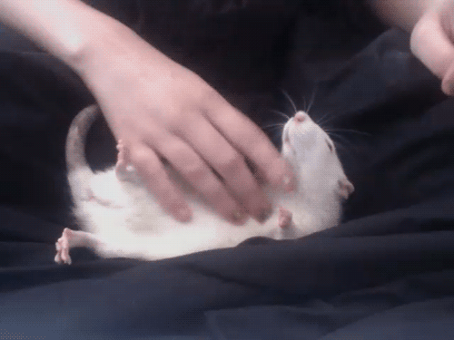 cute animals belly scratch rub 2  605 20 Animals Who Cant Get Enough of Belly Rubs