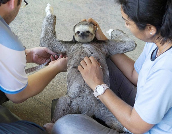 cute animals belly scratch rub 3  605 20 Animals Who Cant Get Enough of Belly Rubs