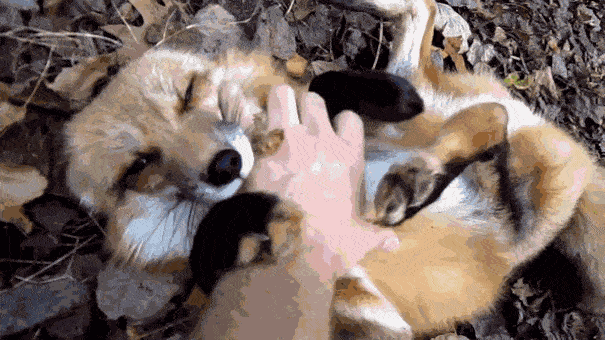 cute animals belly scratch rub 9  605 20 Animals Who Cant Get Enough of Belly Rubs