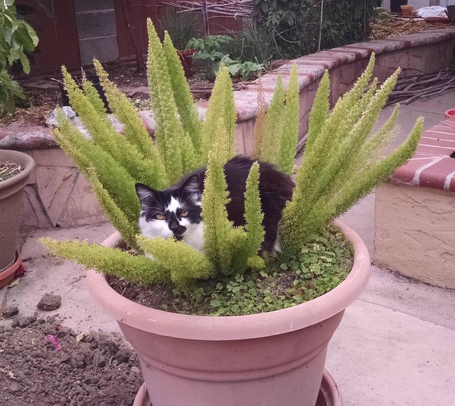 desktop 1440516332 20 Adorable Pets Who Might Just Think They Are Plants. #9 Will Burst Your Laughter