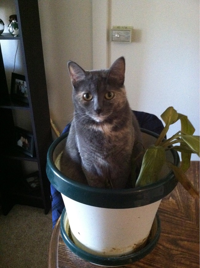 desktop 1440516348 20 Adorable Pets Who Might Just Think They Are Plants. #9 Will Burst Your Laughter