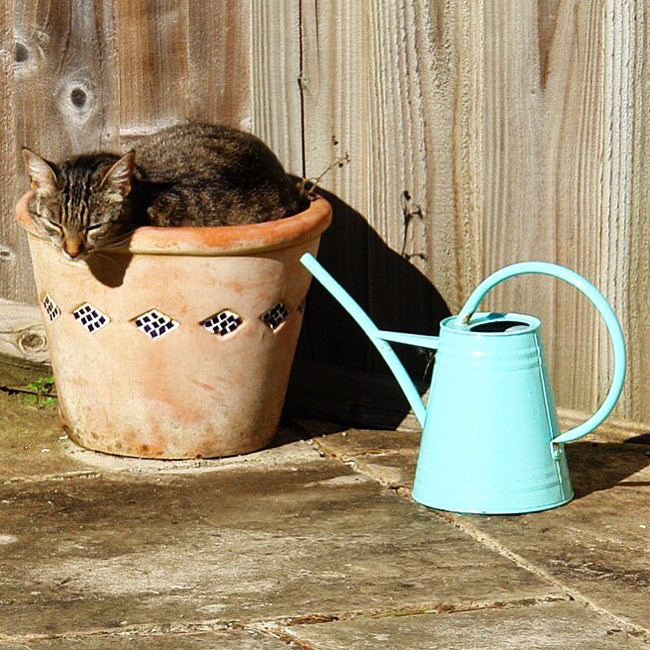 desktop 1440516360 20 Adorable Pets Who Might Just Think They Are Plants. #9 Will Burst Your Laughter