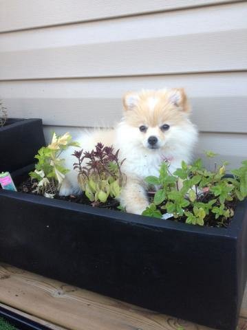 desktop 1440516370 20 Adorable Pets Who Might Just Think They Are Plants. #9 Will Burst Your Laughter