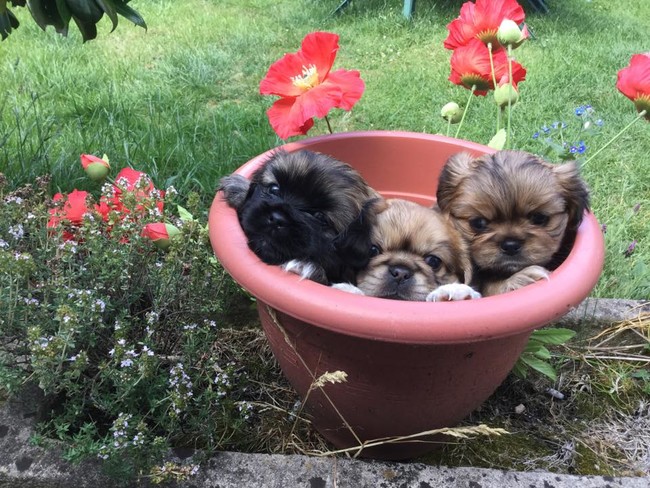 desktop 1440516384 20 Adorable Pets Who Might Just Think They Are Plants. #9 Will Burst Your Laughter