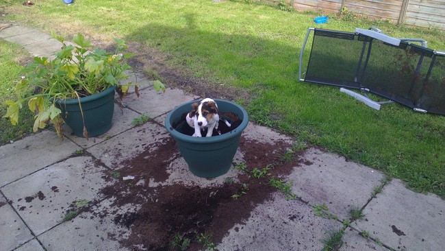 desktop 1440516388 20 Adorable Pets Who Might Just Think They Are Plants. #9 Will Burst Your Laughter
