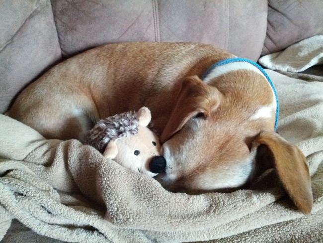 desktop 1444076523 20 Silliest Reactions Of Adorable Animals During Thunderstorms