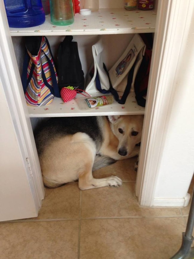 desktop 1444076570 20 Silliest Reactions Of Adorable Animals During Thunderstorms