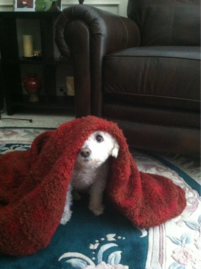 desktop 1444076576 20 Silliest Reactions Of Adorable Animals During Thunderstorms