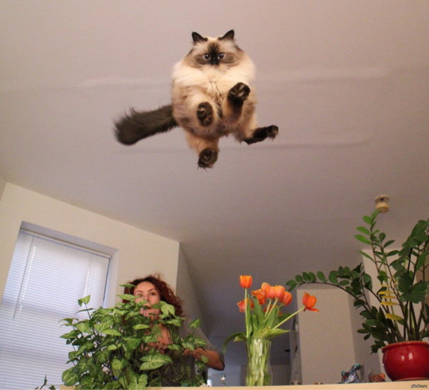 funny perfectly timed cat photo 55  605 20 Perfectly Timed Cat Photos