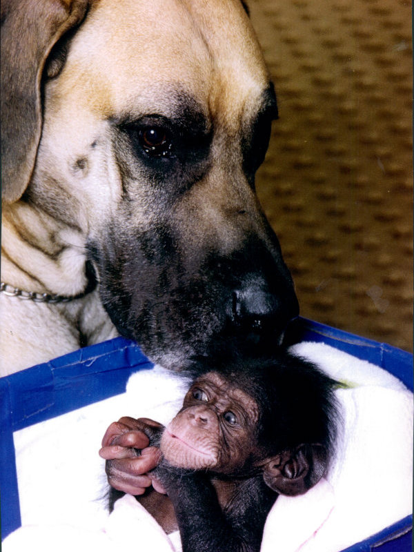AB dog and monkey1 The Kindness These 53 Animals Showed Each Other Will Make You Cry In Public. #32 is the Cutest!