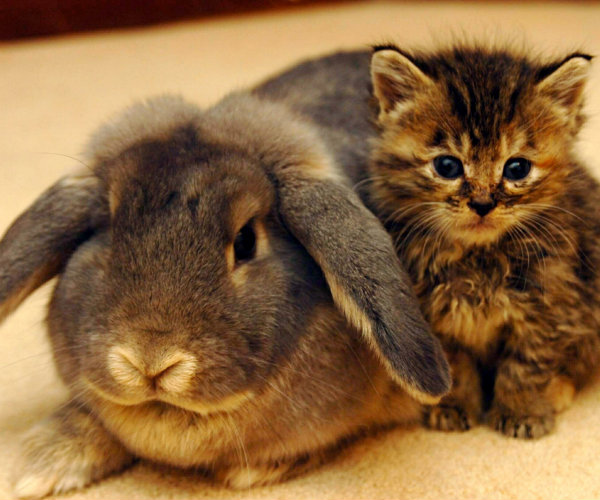 AB rabbit kittens The Kindness These 53 Animals Showed Each Other Will Make You Cry In Public. #32 is the Cutest!