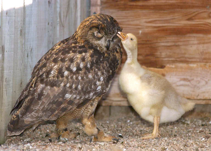 Owl gosling The Kindness These 53 Animals Showed Each Other Will Make You Cry In Public. #32 is the Cutest!