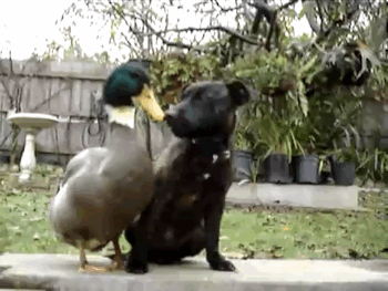 anigif enhanced buzz 3216 1372362706 5 The Kindness These 53 Animals Showed Each Other Will Make You Cry In Public. #32 is the Cutest!