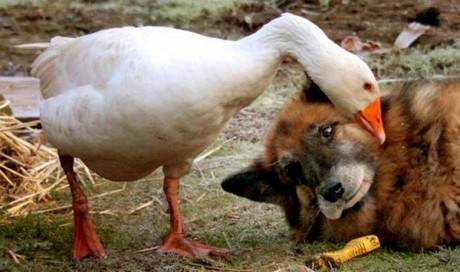 rak15 The Kindness These 53 Animals Showed Each Other Will Make You Cry In Public. #32 is the Cutest!