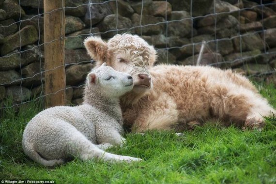rakblah 570x380 The Kindness These 53 Animals Showed Each Other Will Make You Cry In Public. #32 is the Cutest!